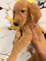 Scooby, a male Golden Retriever for sale in Kissimmee, FL – 3 of 5