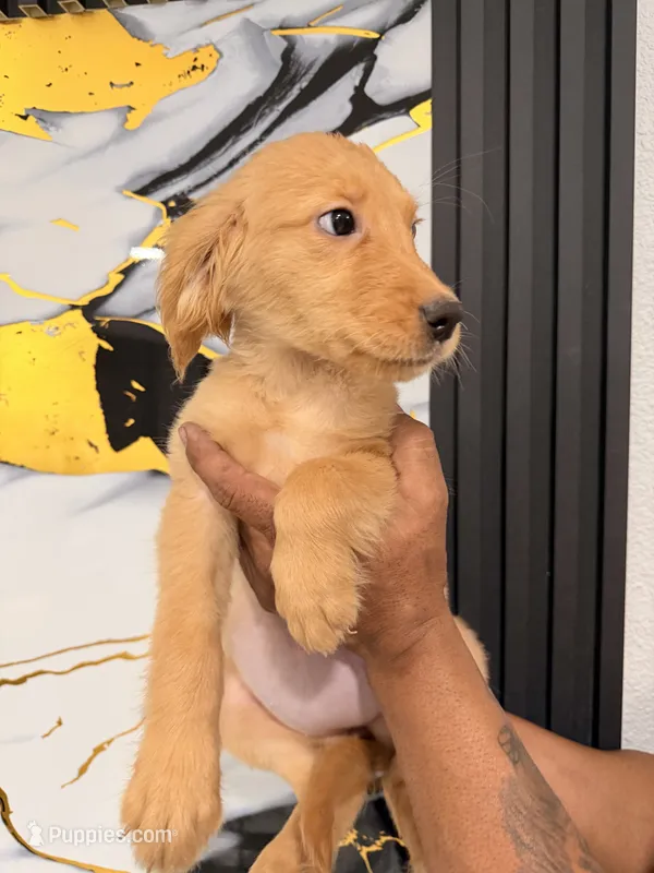 Luna – Golden Retriever puppy for sale in Kissimmee, FL