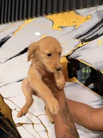 Melissa , a female Golden Retriever for sale in Kissimmee, FL – 2 of 7