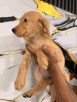 Luna, a female Golden Retriever for sale in Kissimmee, FL – 5 of 5