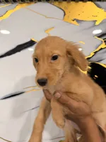 Zoe, a female Golden Retriever for sale in Kissimmee, FL – 1 of 6