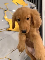 Scooby, a male Golden Retriever for sale in Kissimmee, FL – 2 of 5
