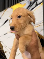 Honey , a female English Cream Golden Retriever for sale in Kissimmee, FL – 5 of 5