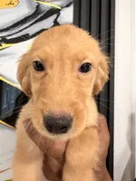 Luna, a female Golden Retriever for sale in Kissimmee, FL – 4 of 5
