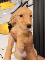 Honey , a female English Cream Golden Retriever for sale in Kissimmee, FL – 2 of 5