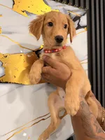 Mel, a female Golden Retriever for sale in Kissimmee, FL – 1 of 6