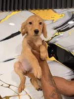 Melissa , a female Golden Retriever for sale in Kissimmee, FL – 4 of 7