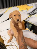Melissa , a female Golden Retriever for sale in Kissimmee, FL – 3 of 7