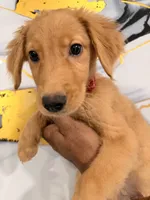 Scooby, a male Golden Retriever for sale in Kissimmee, FL – 4 of 5