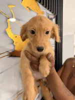 Melissa , a female Golden Retriever for sale in Kissimmee, FL – 6 of 7