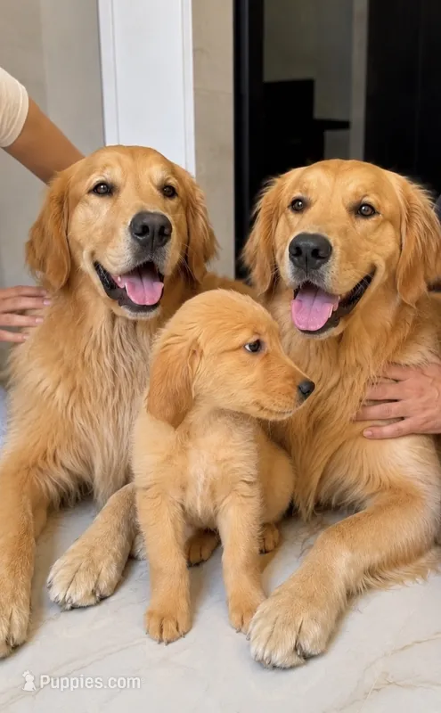 Luna – Golden Retriever puppy for sale in Kissimmee, FL