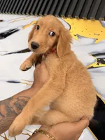 Mel, a female Golden Retriever for sale in Kissimmee, FL – 3 of 6
