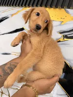 Mel, a female Golden Retriever for sale in Kissimmee, FL – 2 of 6