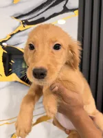 Luna, a female Golden Retriever for sale in Kissimmee, FL – 2 of 5