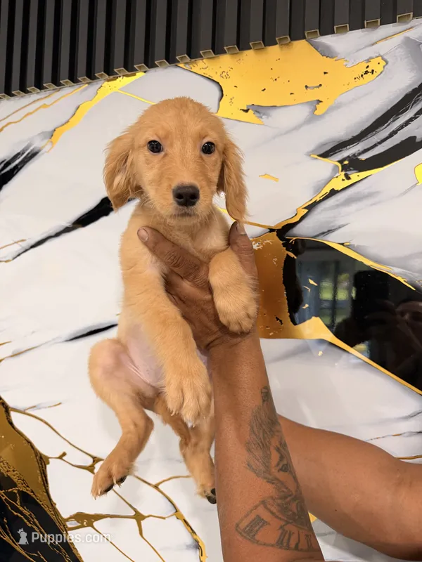 Melissa  – Golden Retriever puppy for sale in Kissimmee, FL
