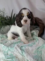 Zeke, a male Cocker Spaniel for sale in North Rose, NY – Photo 7 of 8