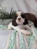 Zeke, a male Cocker Spaniel for sale in North Rose, NY – Photo 8 of 8