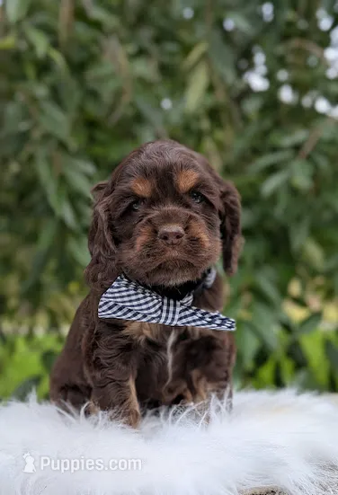 Duke – Cocker Spaniel puppy for sale in North Rose, NY