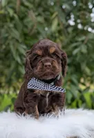 Duke, a male Cocker Spaniel for sale in North Rose, NY – 1 of 5