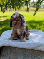 Baxter, a male Cocker Spaniel for sale in North Rose, NY – 7 of 8
