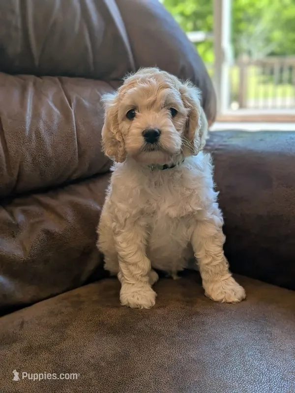 Alfie – Cockapoo puppy for sale in North Rose, NY
