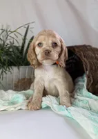 Zen, a female Cocker Spaniel for sale in North Rose, NY – Photo 6 of 8