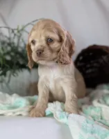 Zen, a female Cocker Spaniel for sale in North Rose, NY – Photo 5 of 8