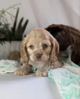 Zen, a female Cocker Spaniel for sale in North Rose, NY – Photo 2 of 8