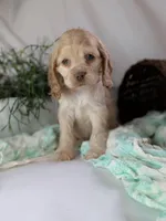 Zen, a female Cocker Spaniel for sale in North Rose, NY – Photo 8 of 8