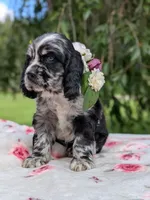Chloe, a female Cocker Spaniel for sale in North Rose, NY – 5 of 6