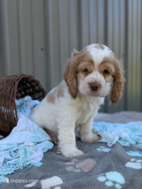 Dusty – Cocker Spaniel puppy for sale in North Rose, NY