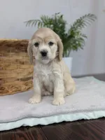 Wiggles , a female Cocker Spaniel for sale in North Rose, NY – Photo 1 of 4