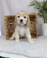 Wiggles , a female Cocker Spaniel for sale in North Rose, NY – Photo 2 of 4