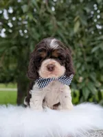 Dash, a male Cocker Spaniel for sale in North Rose, NY – 3 of 7