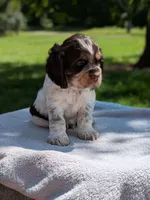 Bruno, a male Cocker Spaniel for sale in North Rose, NY – 7 of 7