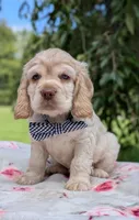 Cooper, a male Cocker Spaniel for sale in North Rose, NY – 3 of 7