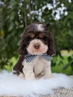 Dash, a male Cocker Spaniel for sale in North Rose, NY – 2 of 7