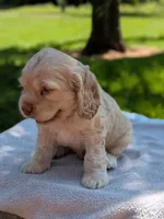 Biscuit, a male Cocker Spaniel for sale in North Rose, NY – 4 of 4