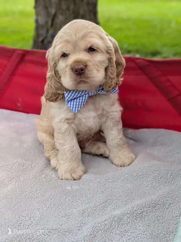 Biscuit – Cocker Spaniel puppy for sale in North Rose, NY