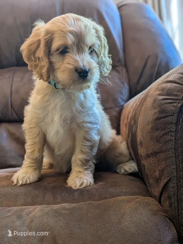 Archie – Cockapoo puppy for sale in North Rose, NY