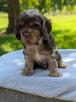 Buddy, a male Cocker Spaniel for sale in North Rose, NY – 4 of 6