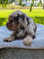 Baxter, a male Cocker Spaniel for sale in North Rose, NY – 3 of 8