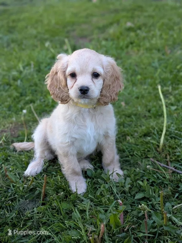 Abby – Cockapoo puppy for sale in North Rose, NY