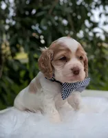 Dusty, a male Cocker Spaniel for sale in North Rose, NY – 6 of 6