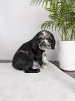 Winnie , a female Cocker Spaniel for sale in North Rose, NY – Photo 10 of 10