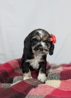 Winnie , a female Cocker Spaniel for sale in North Rose, NY – Photo 9 of 10