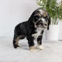 Winnie , a female Cocker Spaniel for sale in North Rose, NY – Photo 2 of 10