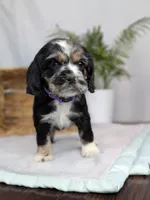 Winnie , a female Cocker Spaniel for sale in North Rose, NY – Photo 3 of 10