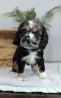 Winnie , a female Cocker Spaniel for sale in North Rose, NY – Photo 6 of 10