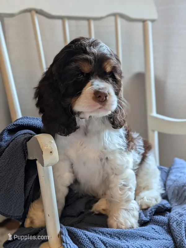 Dash – Cocker Spaniel puppy for sale in North Rose, NY